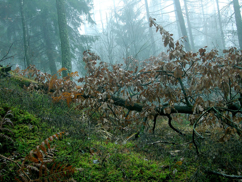 Atmosfere nel bosco......